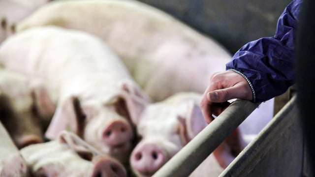 Strong demand reported for Irish quality assured pigmeat