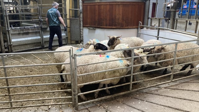 Cull ewes to €193 and €200 at Kilkenny and Corrin Marts respectively