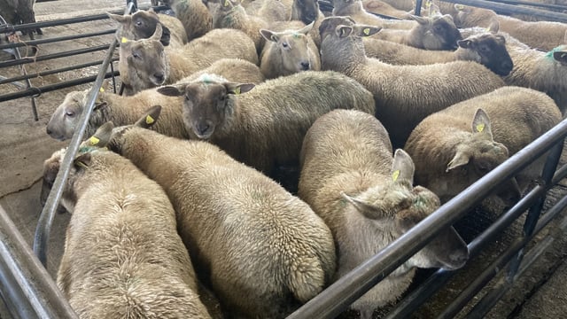 Sheep trade: Hogget prices stir to move up 5c/kg in cases