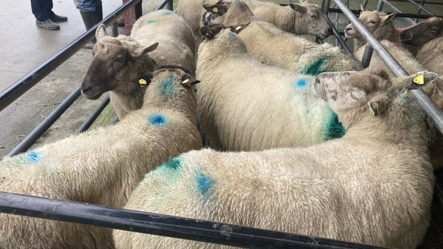 Demand for in-lamb ewes sluggish for the most part