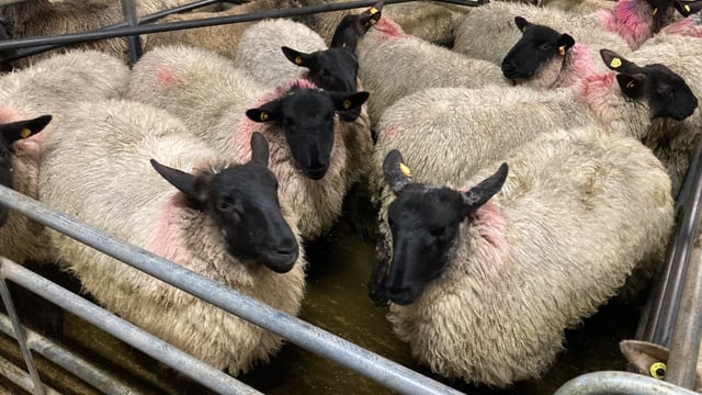 Sheep trade: Hoggets hit €7/kg as spring lambs approach €8/kg