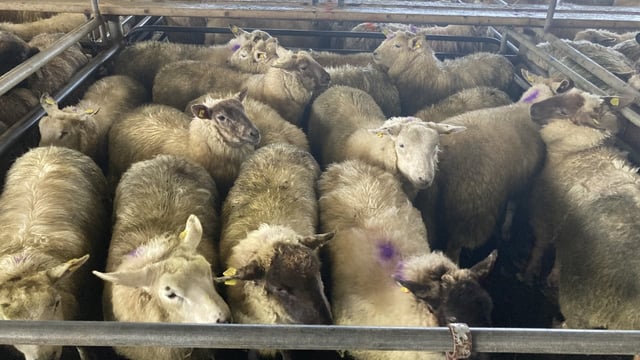 Pics and prices: Lamb prices to €162/head at Athenry