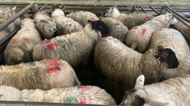 Sheep kill: Over 24,500 more sheep processed compared to this time last year