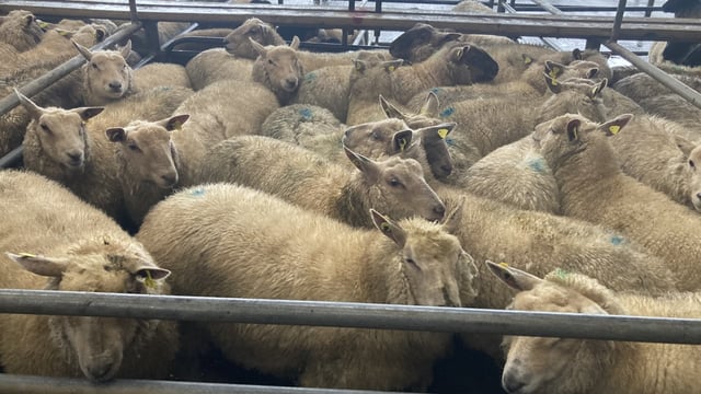 Sheep trade: Hogget prices continue to hold steady