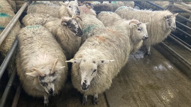 Opinion: Hogget pieces for sale at £24/kg in Bristol