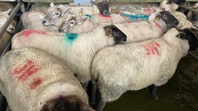 Sheep trade: Prices see another lift across the board