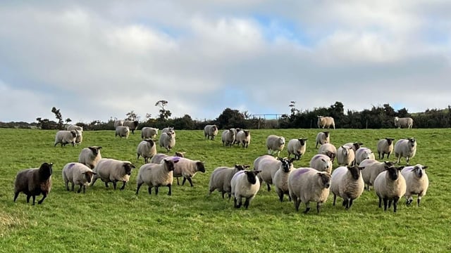 Have you completed your first BCS on your breeding ewes?