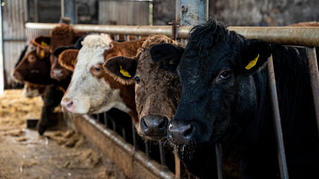 Factory quotes: Highest cattle price on record to be paid this week