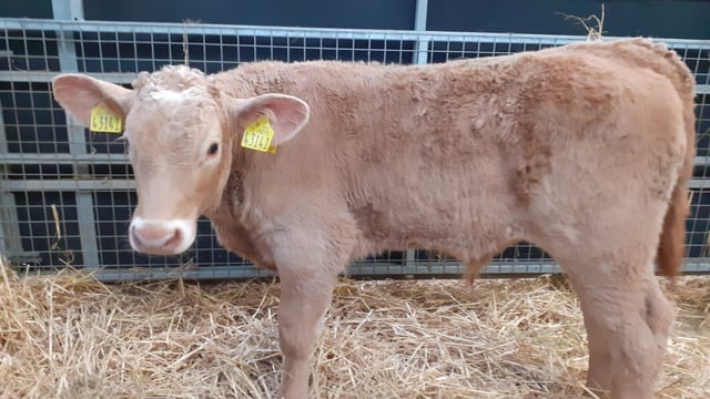 Waterford Ross Mart calf trade continues to improve