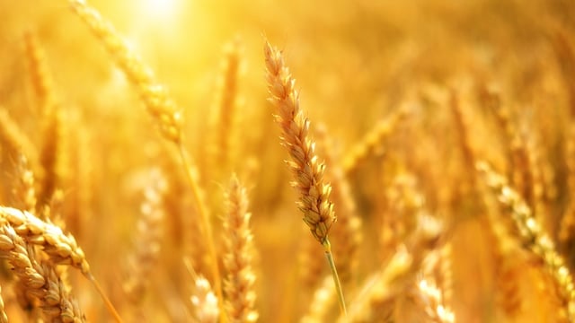 Global food commodity price index 'remains stable' for March