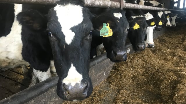 ICMSA not in agreement with Food Vision Dairy Group final report