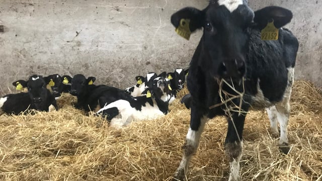 Over 150 HSA inspections during calving safety campaign