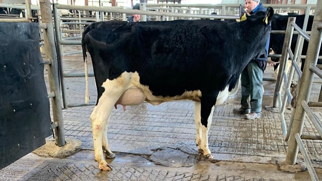 Young cows and heifers in high demand at Carnaross dairy sale