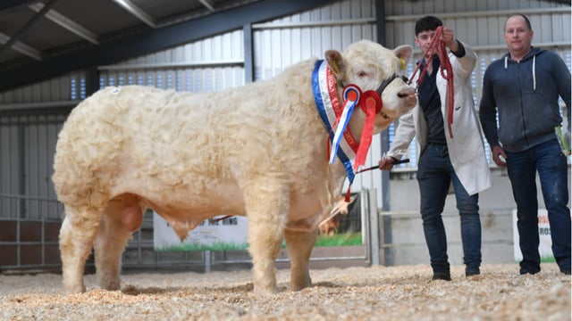 Charolais sale sees €10,500 paid for Co. Sligo-bred bull