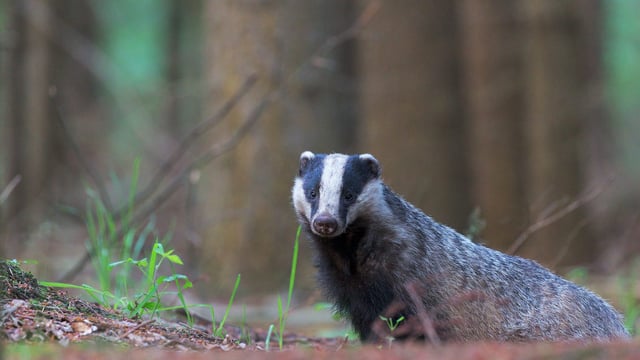 Man convicted in NI suspected badger baiting case