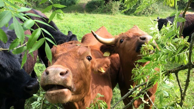 Agroforestry to benefit farmers and help achieve environmental targets