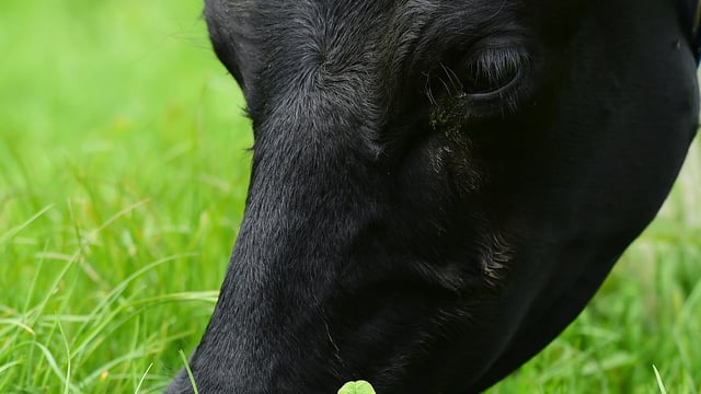Use of clover can help Ireland achieve a greener future