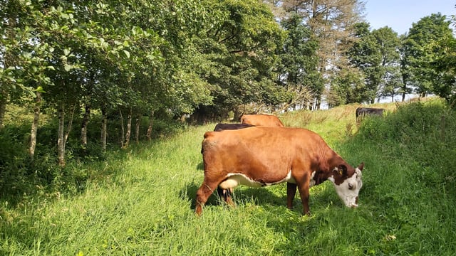 AstraZeneca turns to cow manure to cut carbon footprint