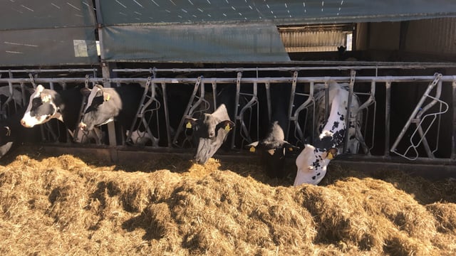 Dairy Focus: Operating a unique system in the Kingdom