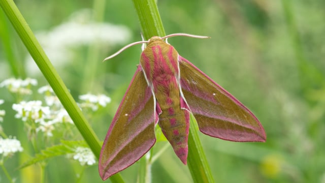 Biodiversity and nature recording scheme opens for applications