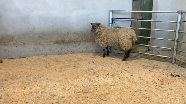 Hogget prices increase and cull ewes hit as high as €214 at marts on Monday