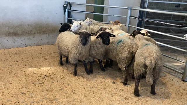 Sheep trade: Hogget prices generally topping €7.20-7.30/kg