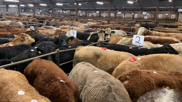 'Electric trade' at Tuam Mart's annual spring show and sale of cattle