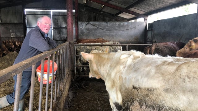 Beef Focus: Suckler-beef and sheep farming in stone wall country