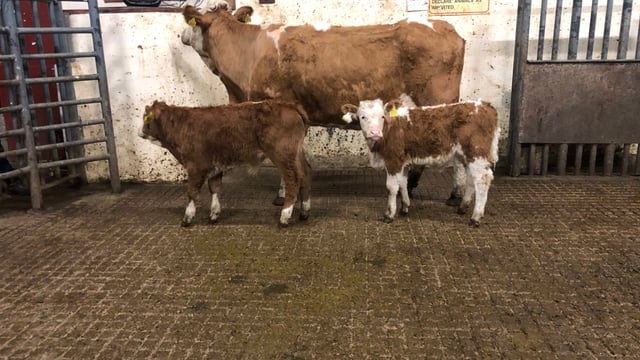 Special suckler sale draws the crowd at Carrigallen Mart
