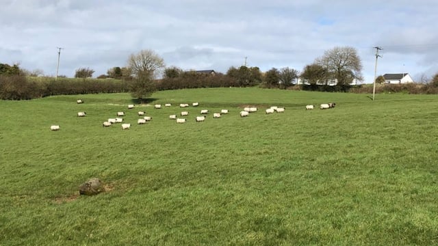 Moving on lesser-priority stock to preserve grass supplies