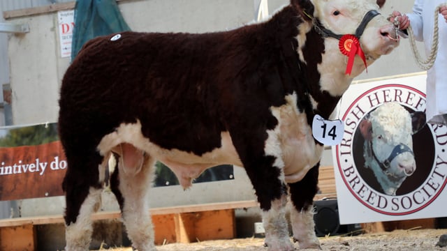 €5,200 paid for Westmeath-bred bull at Hereford sale
