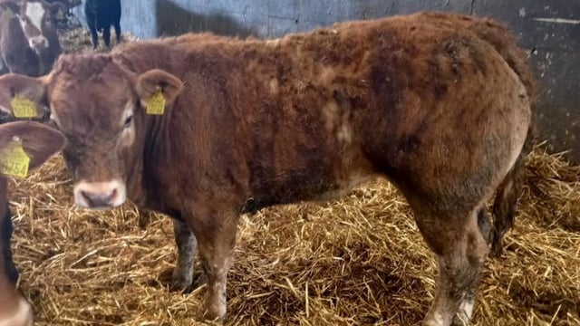 Macroom Mart set to host evening suckler sale