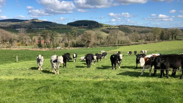 ABP Demo Farm: Managing over 400 beef cattle at grass