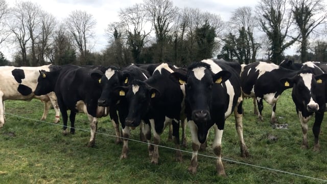 Dairy Focus: Improving fertility and milk solids through EBI