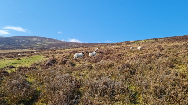 Teagasc report highlights seriousness of input costs for sheep sector - IFA