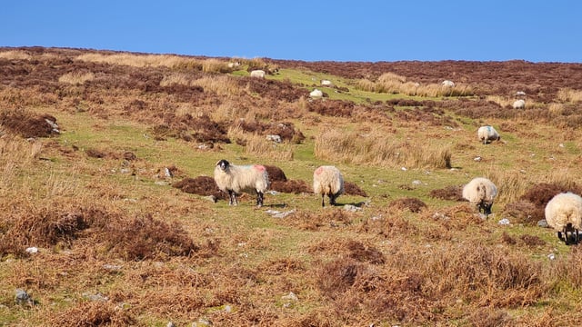 Map: Which county had the most sheep in 2021?