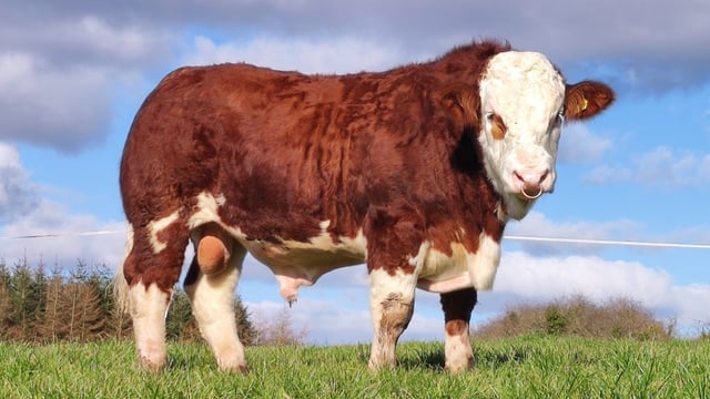 Revenue audit on Simmental society finds 'no liability due'