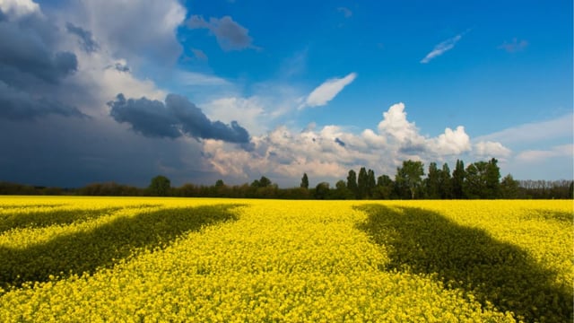 $17m project to help Ukrainian farmers save harvest