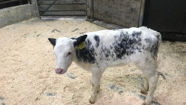 Pics and prices: Ballyjamesduff Mart's calf sale