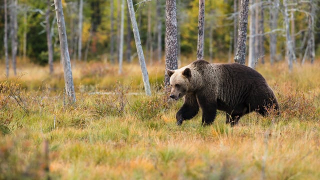 Increasing carnivore population threatens EU livestock - Copa-Cogeca