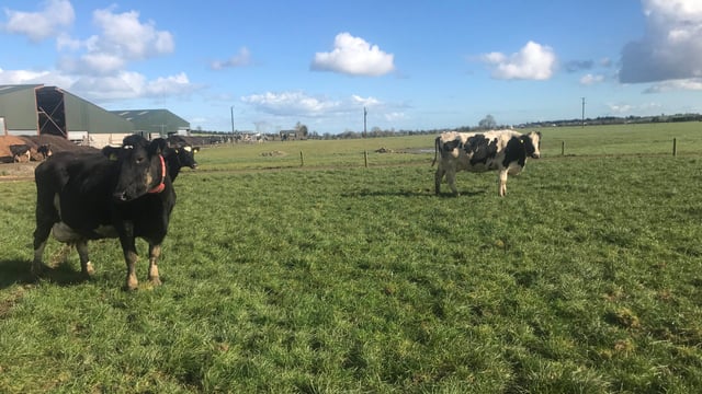 Dairy Focus: Synchronising 480 cows in Co. Louth
