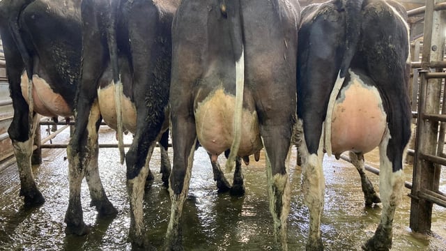 Top call of €2,200 achieved at Carnew dairy sale