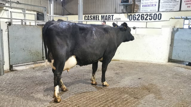 Cashel Mart dairy sale achieves top price of €2,950