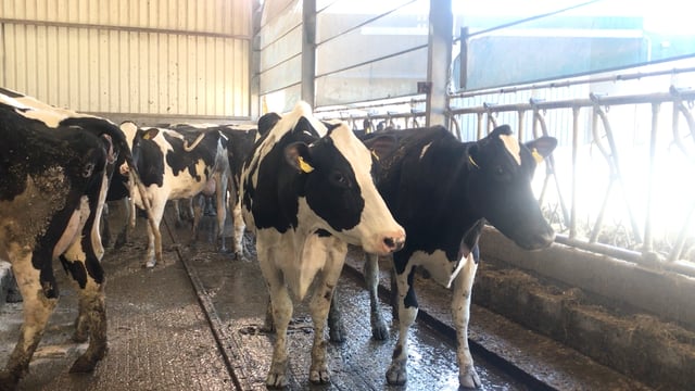 Greenlawn annual sale achieves top price of €4,350