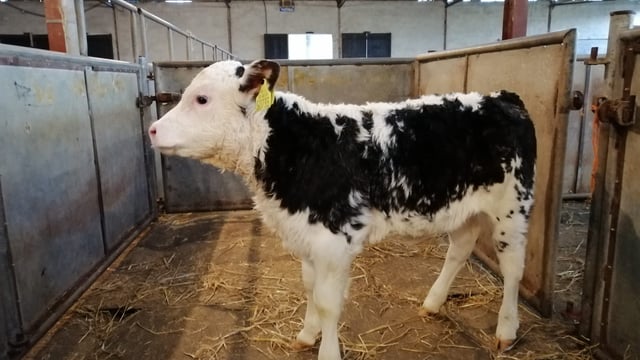 Calf trade bounces back at Enniscorthy Mart