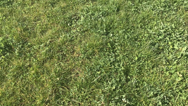Is clover the solution to fertiliser woes?
