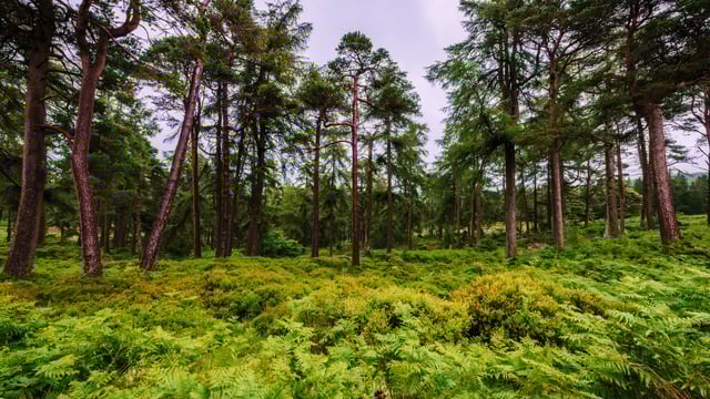 Forestry trading platform completes first online auction