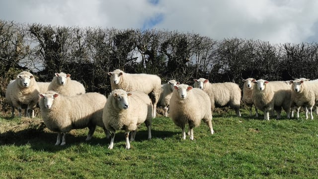 Harris asks McConalogue for details on sheep sector challenges