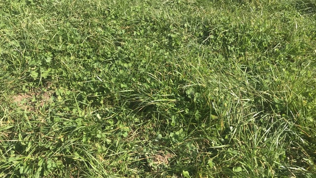 Red clover silage swards growing 15t of DM without nitrogen