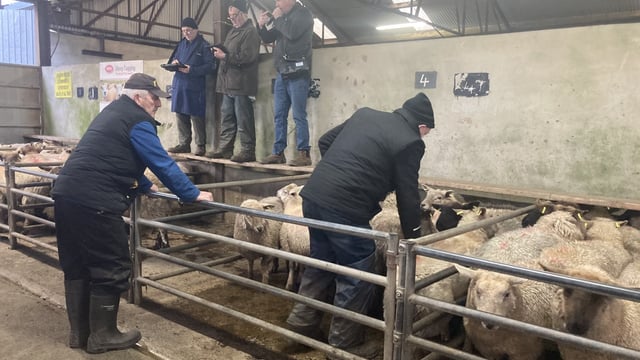 Pics and prices: Cull ewe prices reach €220/head at Ballinasloe Mart